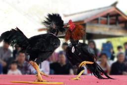 Perjudian Sabung Ayam di Sumbersari, Tak Tersentuh Hukum, Masyarakat Bertanya Tanya Kinerja Polsek