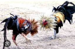 Sabung Ayam dan Perjudian Dadu di Desa Bades Pasirian Lumajang Sangat Meresahkan Warga Sekitar 