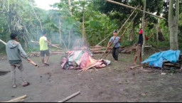 Polsek Tempeh Responsif Aduan Masyarakat, Diduga Perjudian Sabung Ayam Akhirnya Bakar  dan di Bongkar 