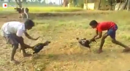 Merasa Kebal Hukum  Sabung Ayam dan judi Dadu Semakin Tidak Terbendung Kinerja Polres dan Polsek Dipertanyakan