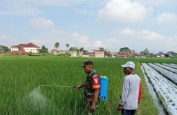 Antisipasi Serangan Ulat dan Belalang, Serda Andri Dampingi Petani Semprot Hama