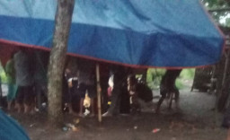 Diduga Ada Praktik Judi Dadu di Pasar Sapi Desa Condro, Warga Minta Penertiban
