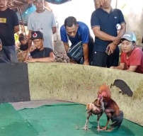 Memicu Timbulnya Keresahan Warga Sekitar, Aktivitas Judi Sabung Ayam Kembali Marak Terjadi di Wilayah Joho Kec. Gedangan