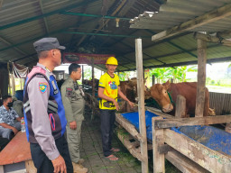 Bhabinkamtibmas Polsek Pakal Dukung Ketahanan Pangan dengan Sambangi Peternak Sapi di Kelurahan Pakal