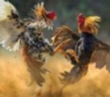 Sempat Ditutup, Aktivitas Kalangan Ayam di Dusun Tungu Kembali Jadi Sorotan 