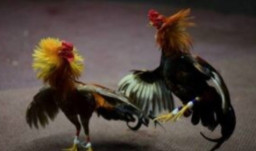 Dengan Terkesan Tutup Matanya Pihak APH Terkait Dugaan Judi Tarung Ayam Yang Berlangsung 5 Sambung Membuat Masyarakat Re