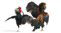 Diduga Sabung Ayam di Dusun Siluman Bades Masih Berlangsung, Warga Pertanyakan Keseriusan Penindakan