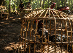 Desa Lojejer, Kecamatan Wuluhan, Diduga Kembali Jadi Lokasi Judi Sabung Ayam, Warga Desak APH Bertindak Tegas Sesuai Huk