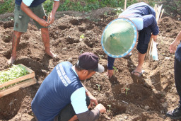 Dari Brandgang Menuju Ketahanan Pangan, Lapas Kelas I Madiun Tanam Tomat sebagai Wujud Pembinaan Produktif