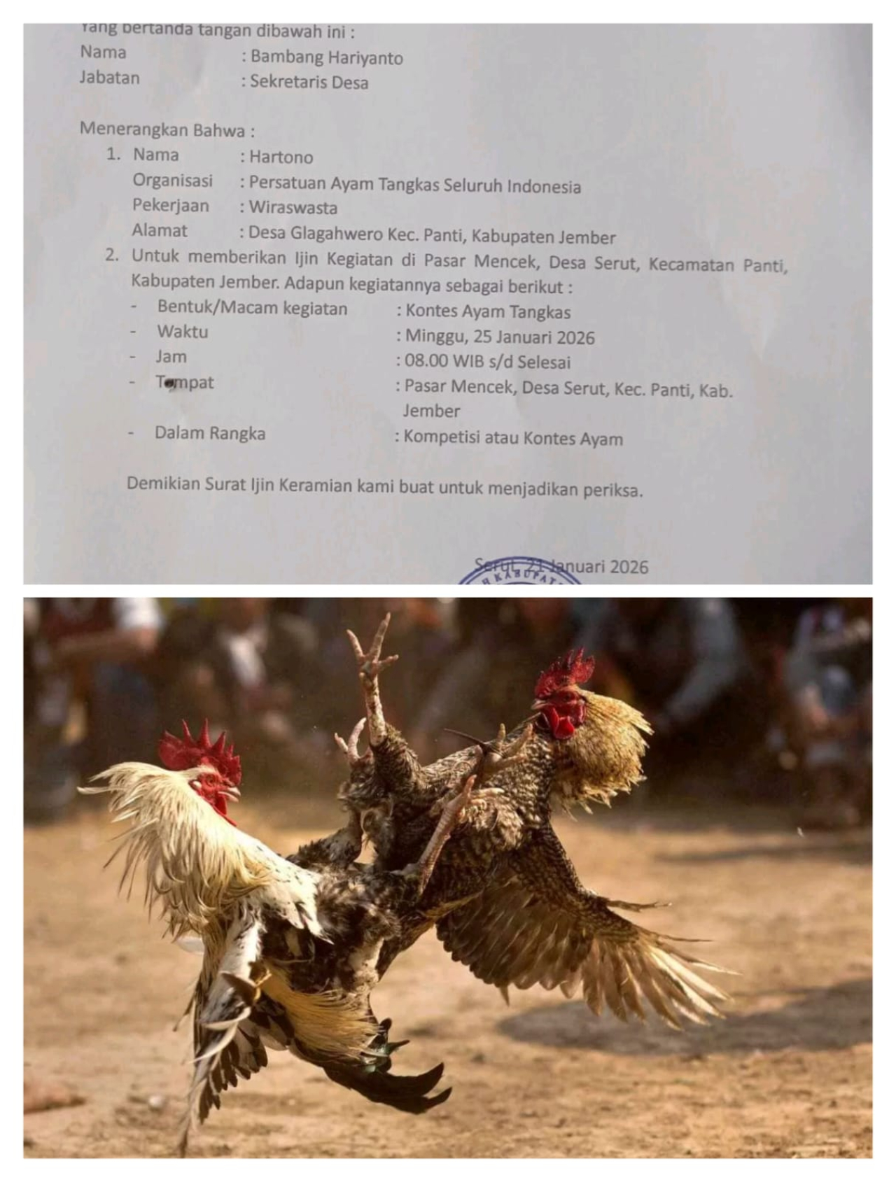 Bermodus Kontes Ayam, Yuuk Kita Lihat Tanggal 25 Februari Tegaskan Polsek Panti Bertindak Jika Sabung Ayam