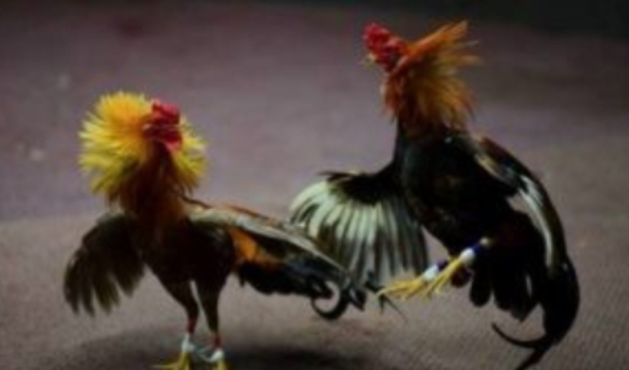 Dengan Terkesan Tutup Matanya Pihak APH Terkait Dugaan Judi Tarung Ayam Yang Berlangsung 5 Sambung Membuat Masyarakat Re